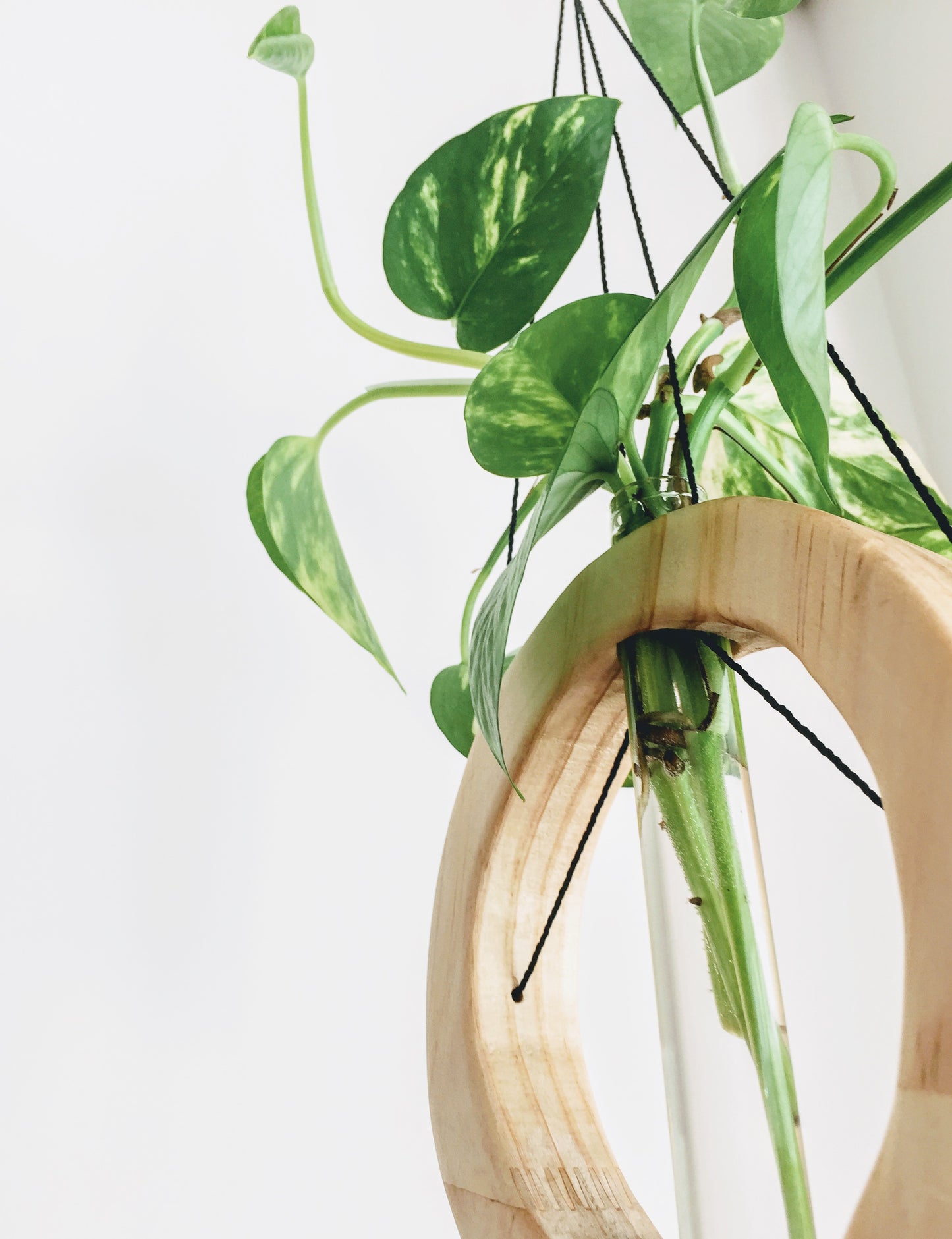 Mobile/wall planter in natural finish