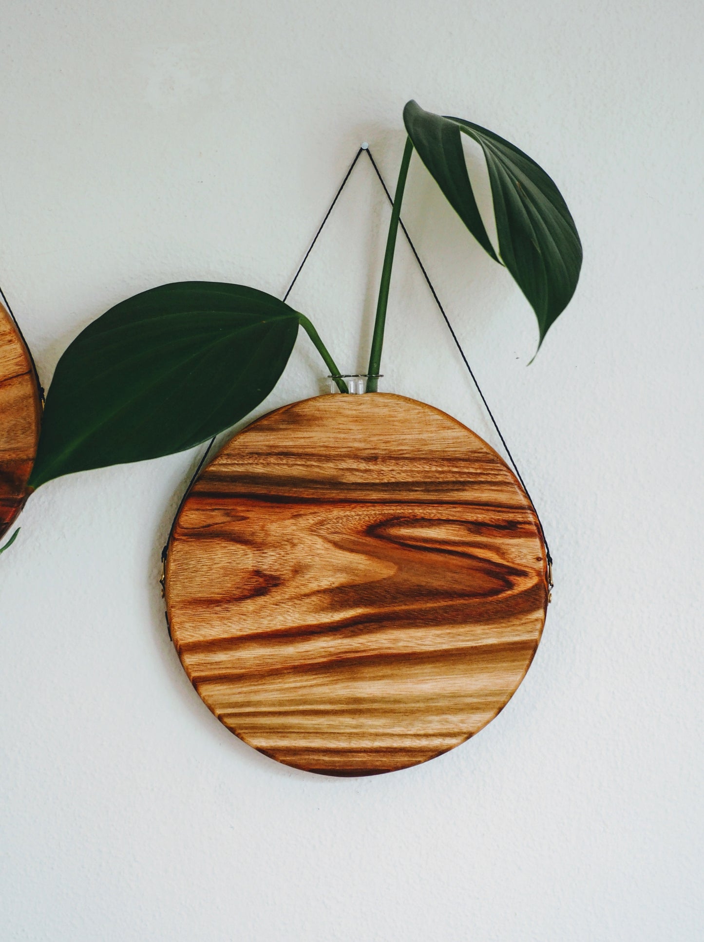 The sun wall planter