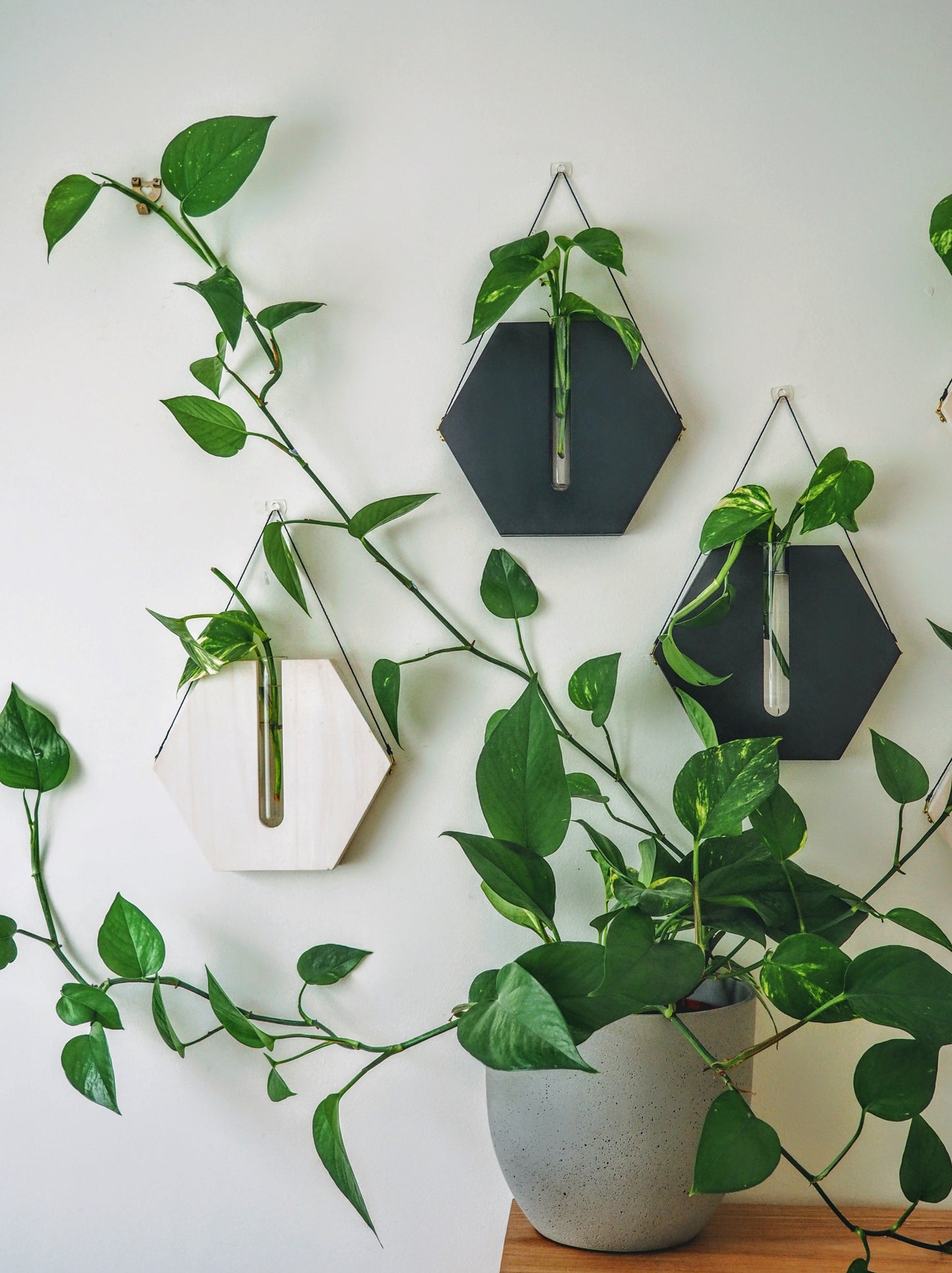 Honeycombs wall planters