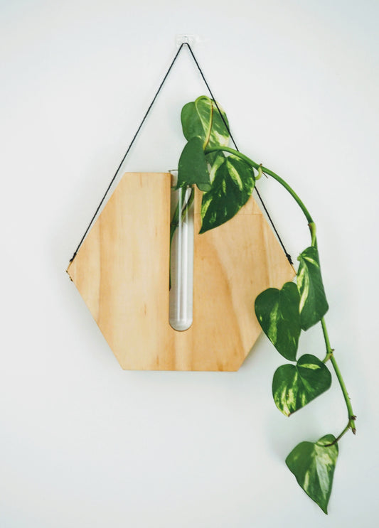 Honeycombs wall planters