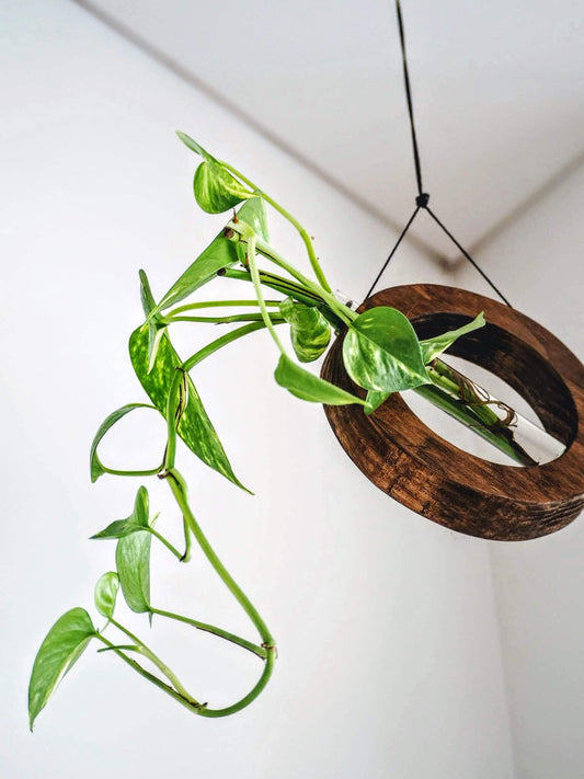 Mobile/wall planter in walnut