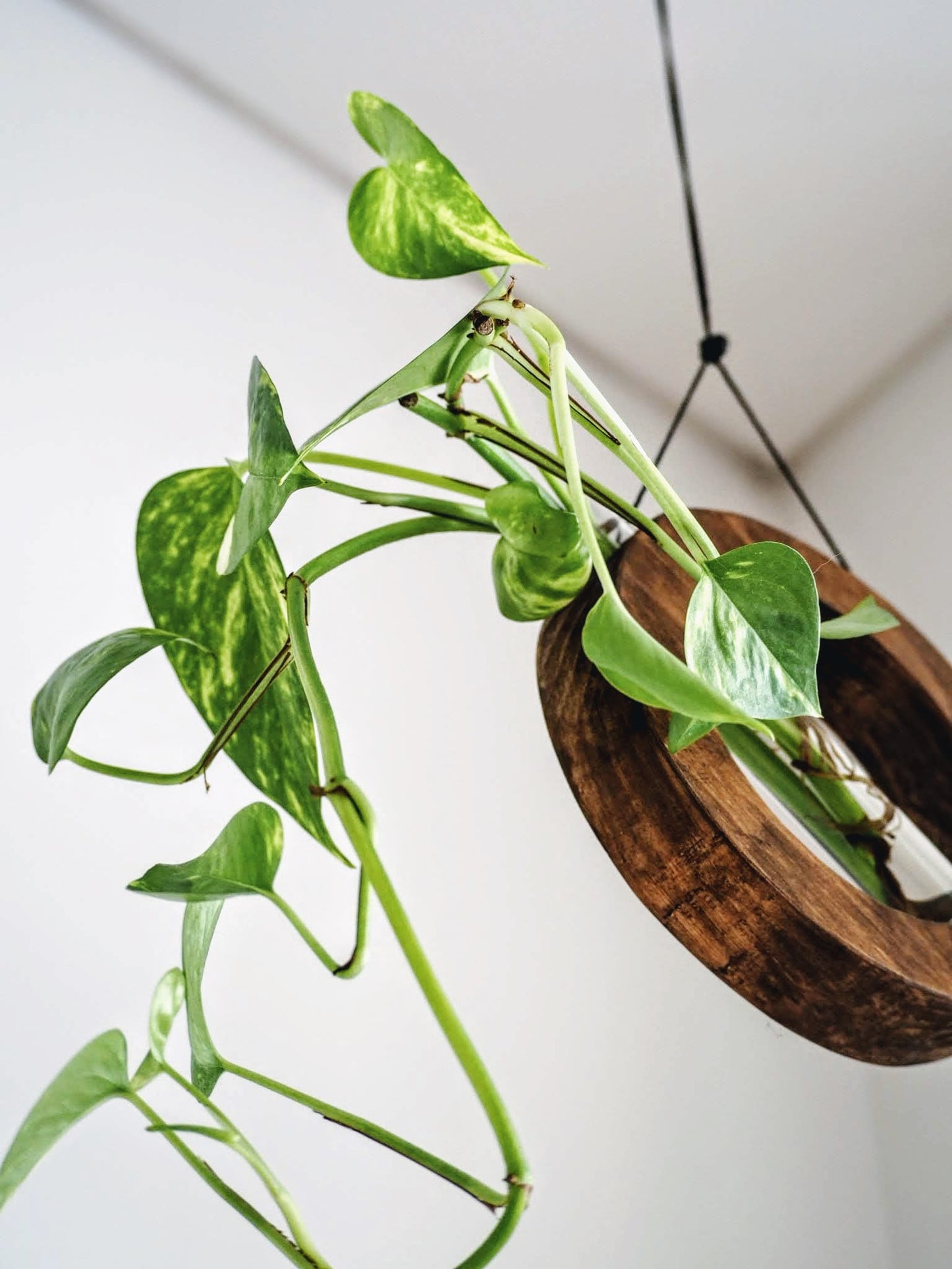 Mobile/wall planter in walnut