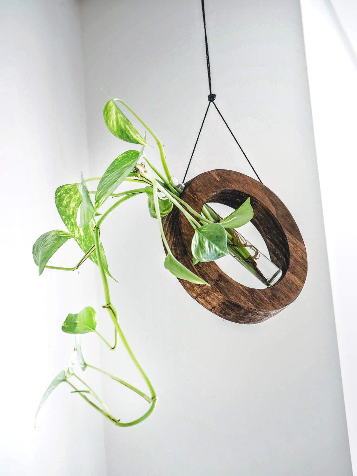 Mobile/wall planter in walnut