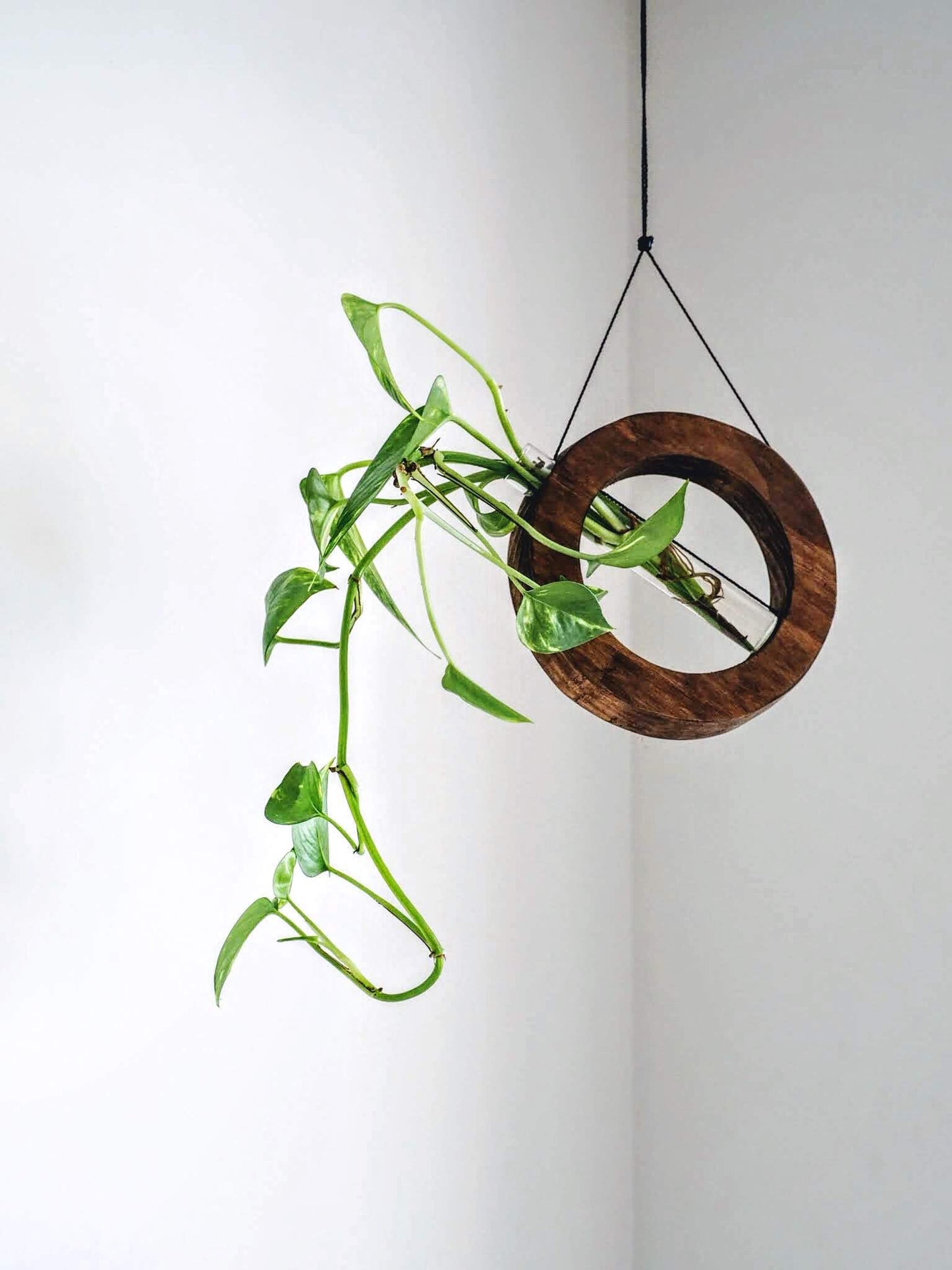 Mobile/wall planter in walnut